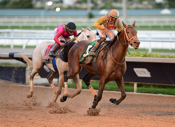 Skippylongstocking (5) with jockey Tyler Gaffalione winner of The Pegasus World Cup 2026 by taking the lead against White Albarrio (11) with jockey Irad Ortiz, Jr. ( Photo by Johnny Louis / jlnphotography.com )